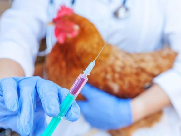 Do you vaccinate your chickens?