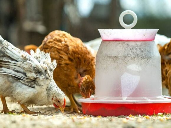 How Often Should I Feed My Chickens?