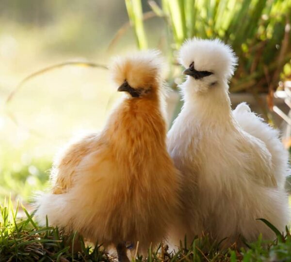 Small Breed Chickens