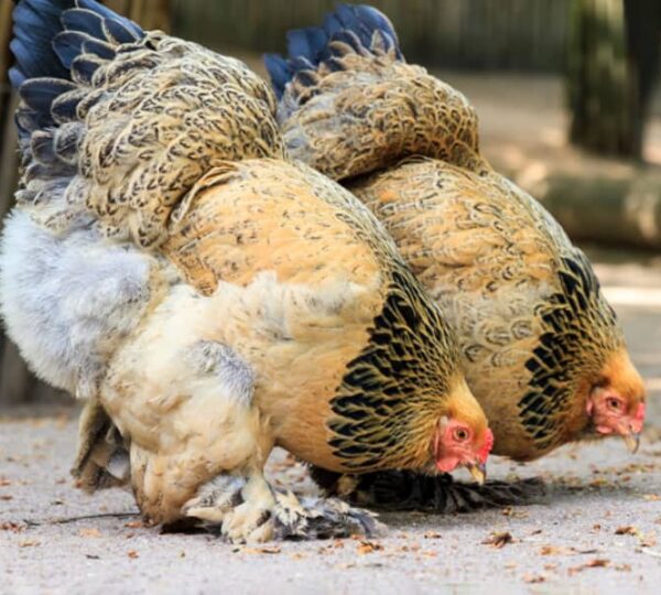 Large Breed Chickens