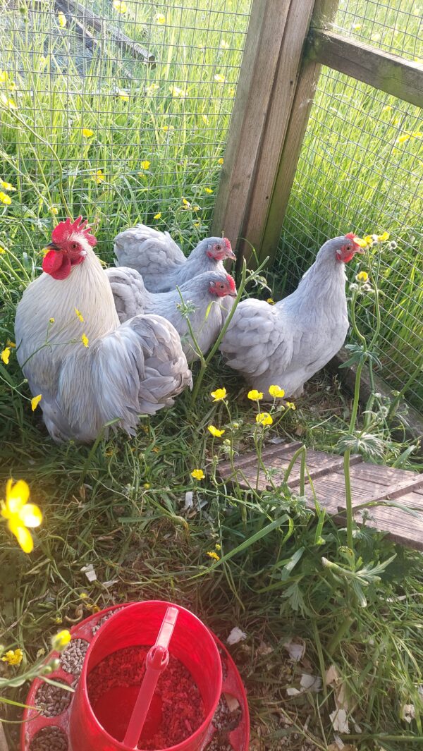 Lavender Pekin Hatching Egg - Image 3