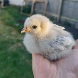 Millefleur Pekin Hatching Eggs