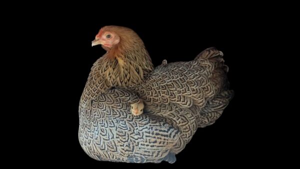 Bantam Partridge Wayondotte Hatching Egg - Image 4