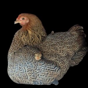 Bantam Gold Pencilled Wyandotte Pullet age 18 weeks old
