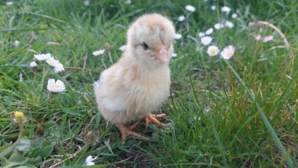 Bantam Partridge Wayondotte Hatching Egg
