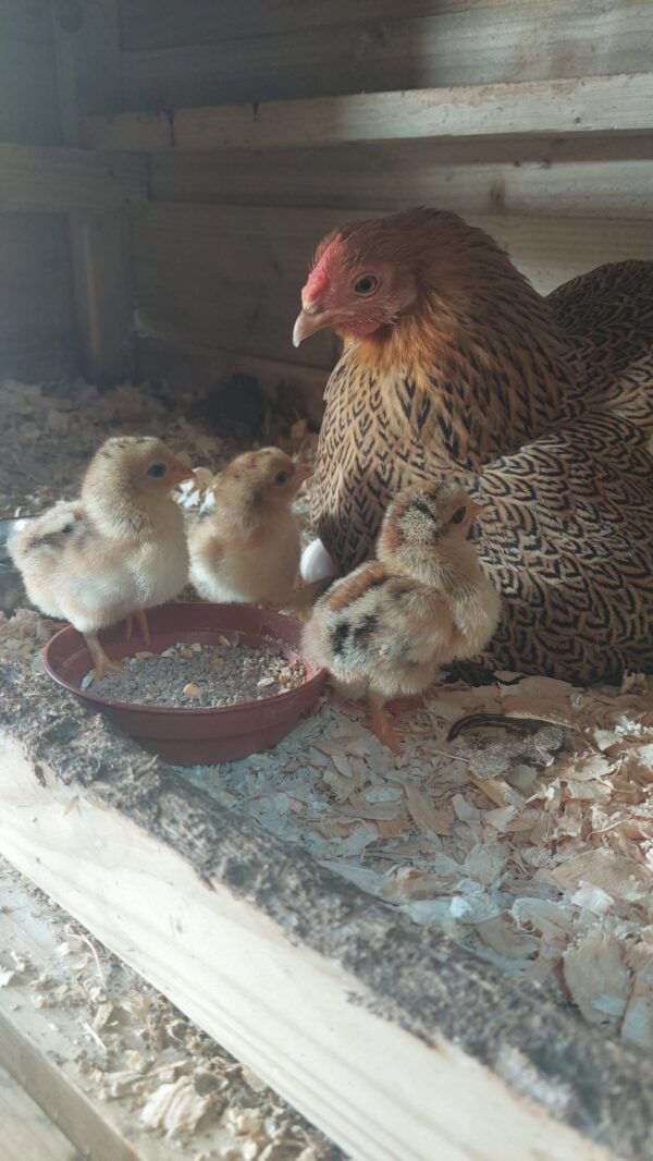 Bantam Partridge Wayondotte Hatching Egg - Image 3
