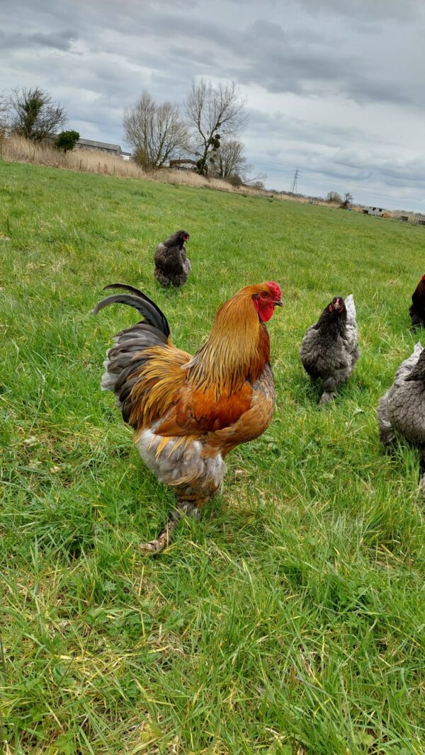 Dark Blue Brahma, Splash Blue & Gold Brahma Hatching Eggs - Image 4