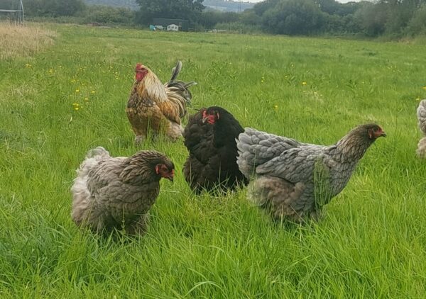 Dark Blue Brahma, Splash Blue & Gold Brahma Hatching Eggs - Image 3