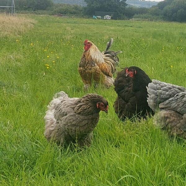 Dark Blue Brahma, Splash Blue & Gold Brahma Hatching Eggs - Image 3