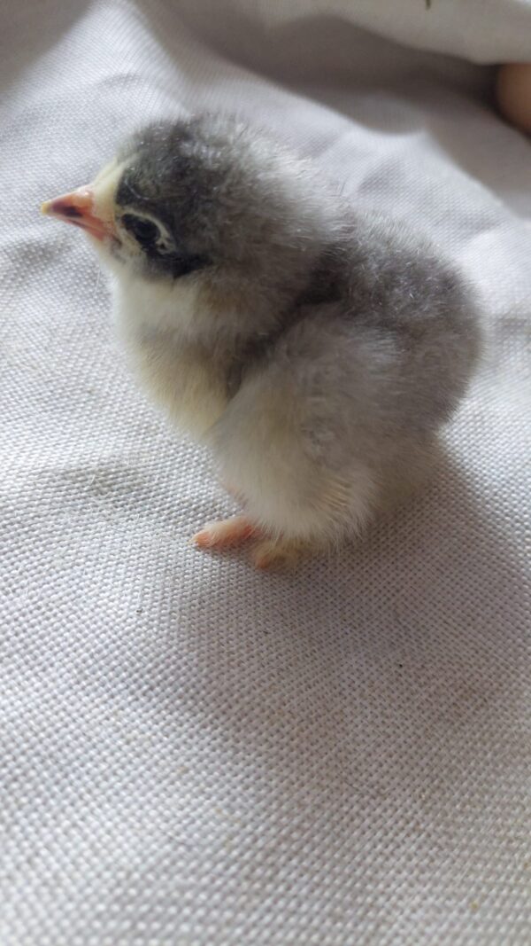 Dark Blue Brahma, Splash Blue & Gold Brahma Hatching Eggs - Image 5