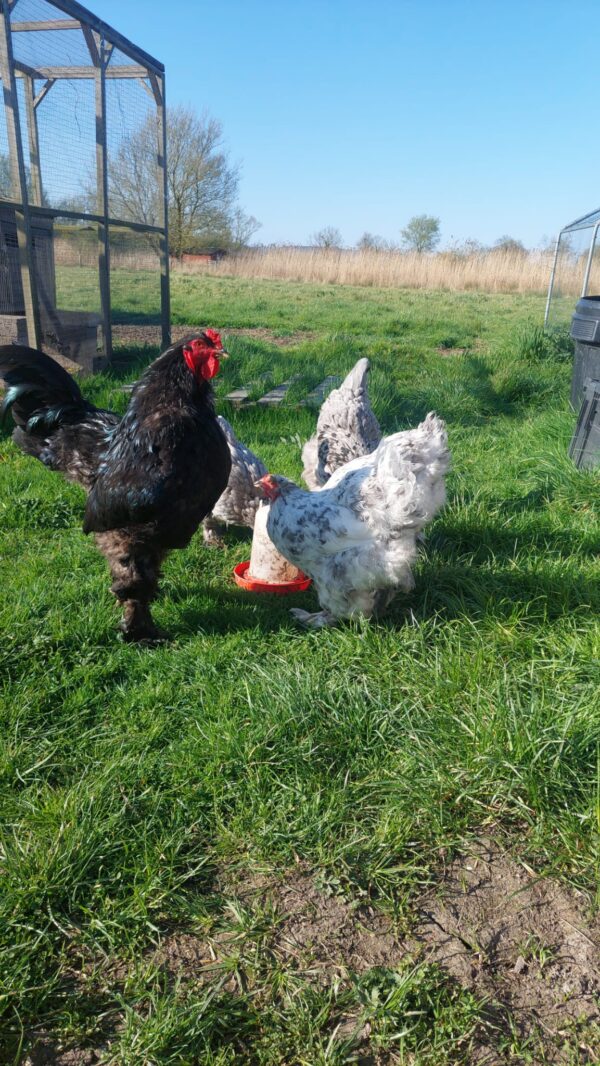 Dark Blue Brahma, Splash Blue & Gold Brahma Hatching Eggs - Image 7