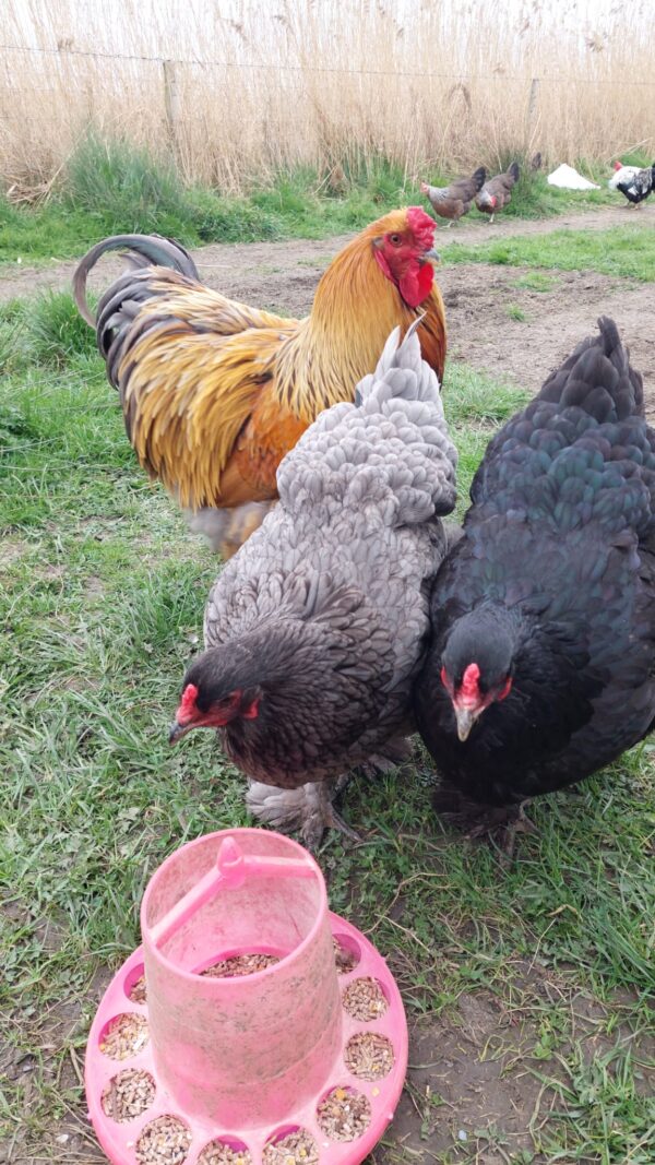 Dark Blue Brahma, Splash Blue & Gold Brahma Hatching Eggs - Image 8