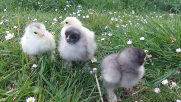Dark Blue Brahma, Splash Blue & Gold Brahma Hatching Eggs - Image 9