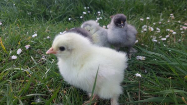 Dark Blue Brahma, Splash Blue & Gold Brahma Hatching Eggs