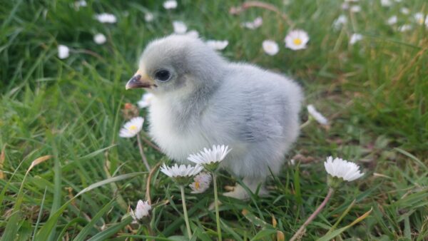 Lavender Pekin Hatching Egg