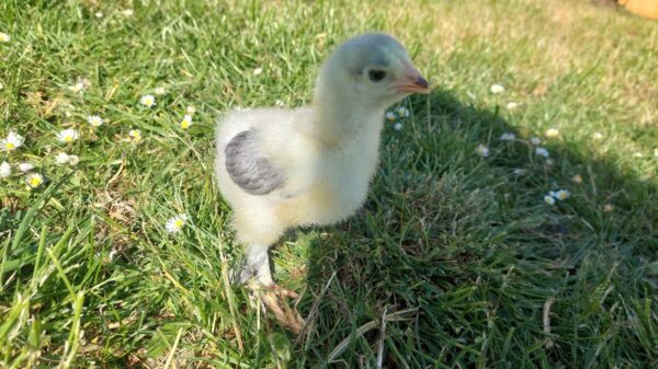 Dark Blue Brahma, Splash Blue & Gold Brahma Hatching Eggs - Image 2