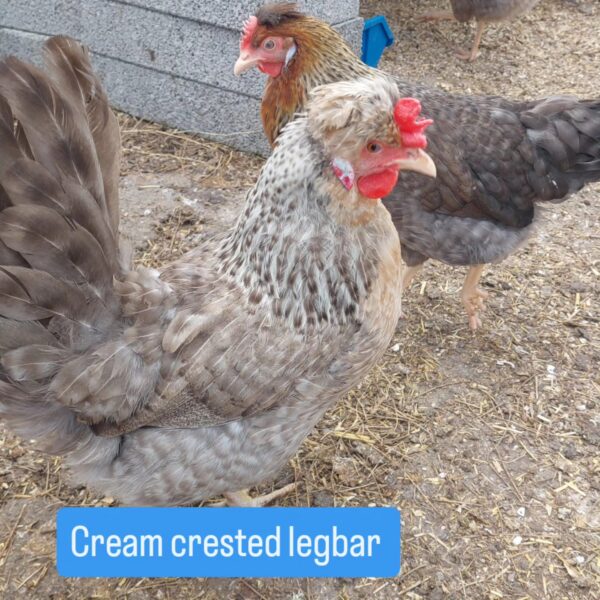 Cream Crested Legbar / Devon Blue Hatching Eggs – Blue Egg Layers - Image 2