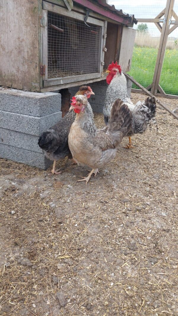 Cream Crested Legbar / Devon Blue Hatching Eggs – Blue Egg Layers - Image 4