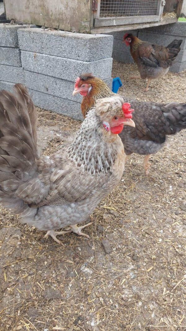 Cream Crested Legbar / Devon Blue Hatching Eggs – Blue Egg Layers - Image 3
