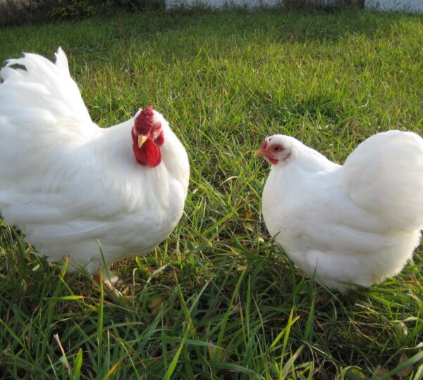 Small Breed Chickens