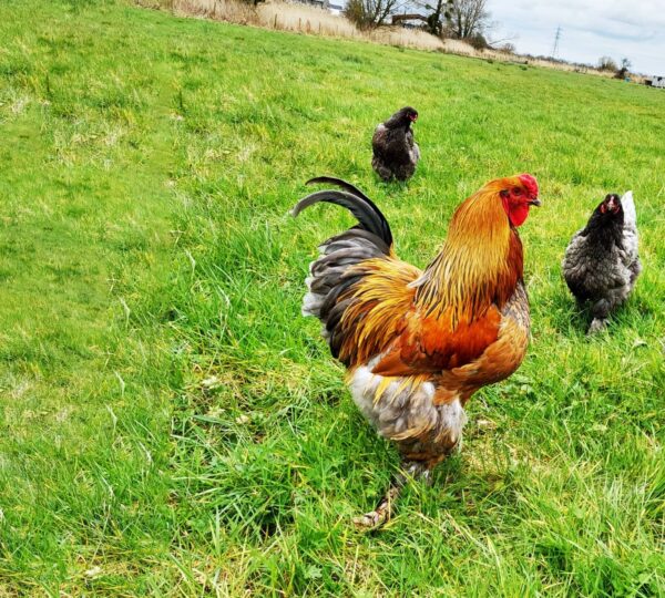 Large Breed Chickens