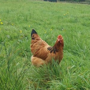 Buff Sussex Chicken - 10 weeks old