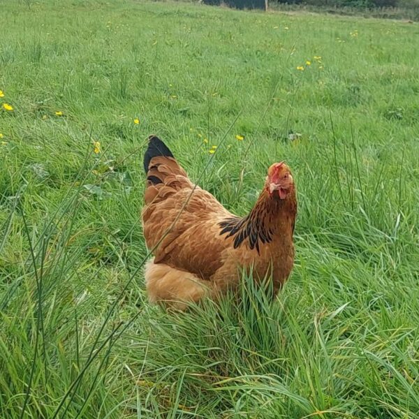 Buff Sussex Hatching Eggs - Purebred - Image 6