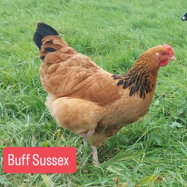 Buff Sussex Chicken - Image 6