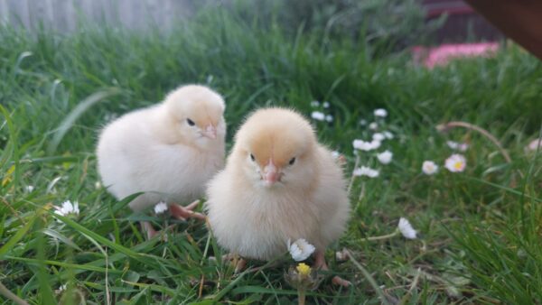 Buff Sussex Chicken - Image 2