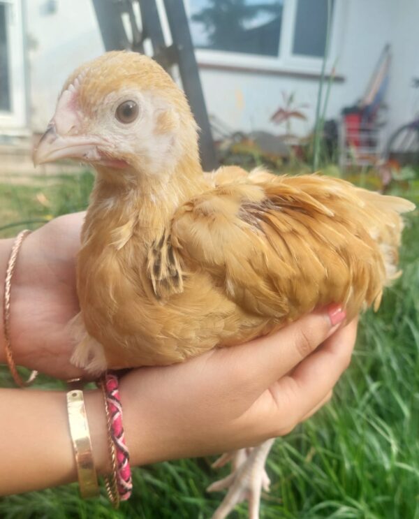 Buff Sussex Hatching Eggs - Purebred - Image 3