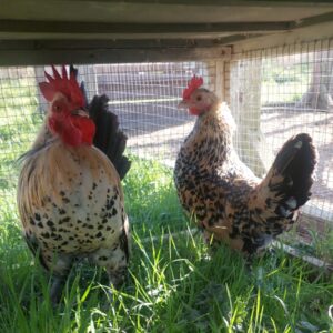 Lemon Millefleur Sablepoot Bantams – Rare & Stunning Feathered Beauties