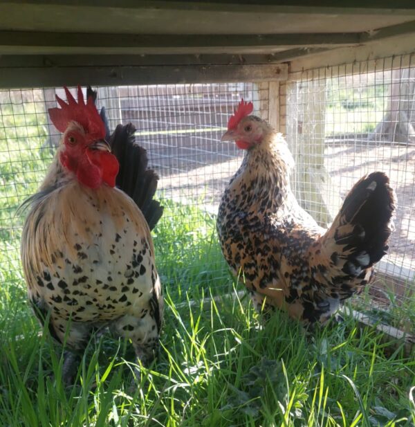 Lemon Millefleur Sablepoot Hatching Eggs - Image 2