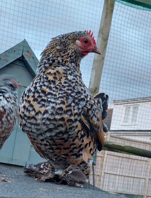 Lemon Millefleur Sablepoot Hatching Eggs - Image 4