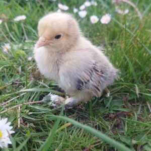 Lemon Millefleur Sablepoot Hatching Eggs