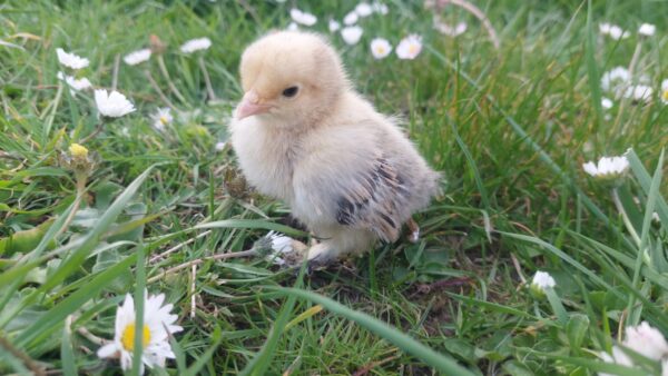 Lemon Millefleur Sablepoot Hatching Eggs