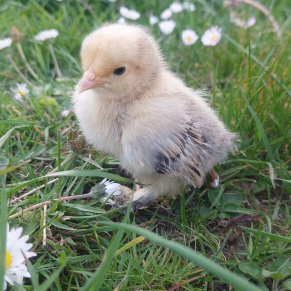 Lemon Millefleur Sablepoot Bantams : hatching date 02/06/2025 – Unsexed - Image 4