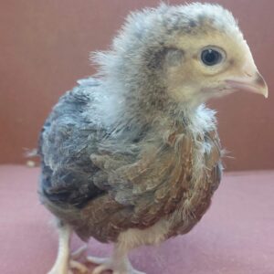 Female Grey Silver Dorking Chick - 5 weeks old - Large Fow