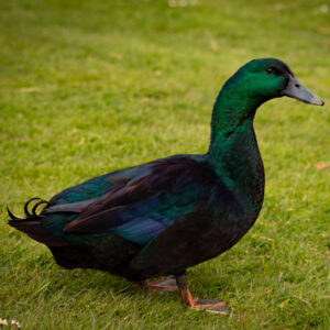 Cayuga Duck - Coming Soon