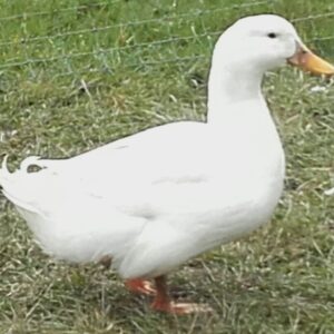 Cherry Valley Duck - Coming Soon