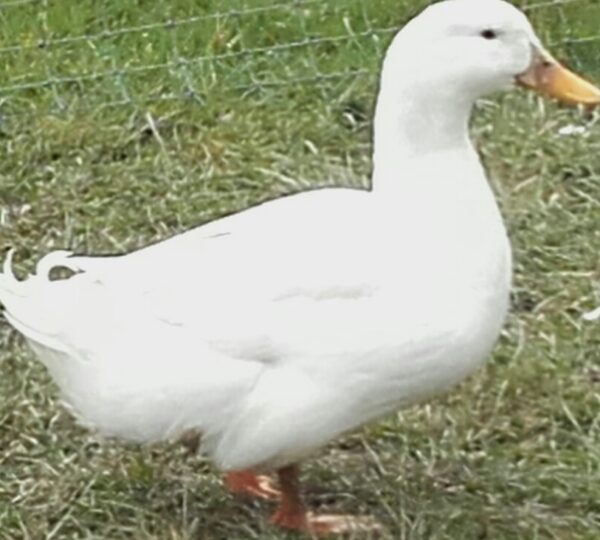 Water Fowl