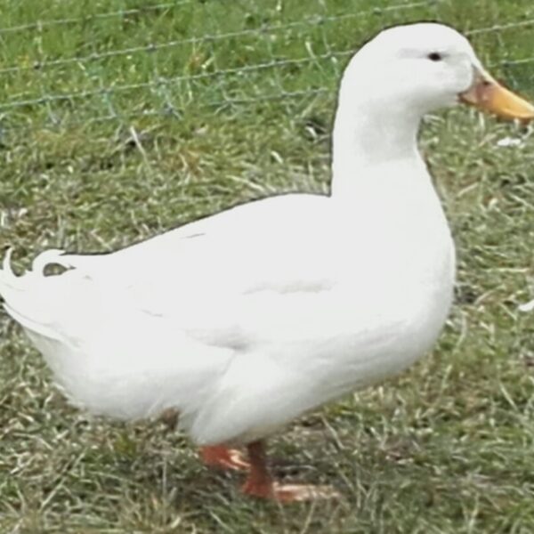Cherry Valley Duck  Coming Soon