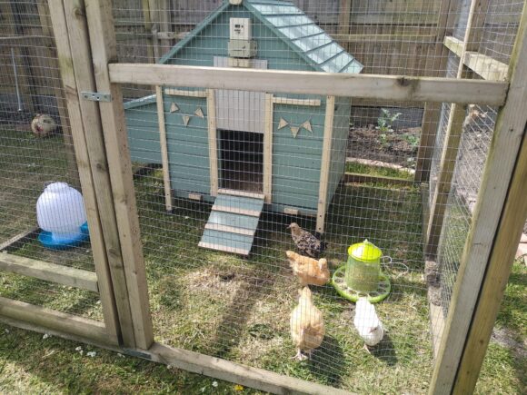 The first Chickens April 2020