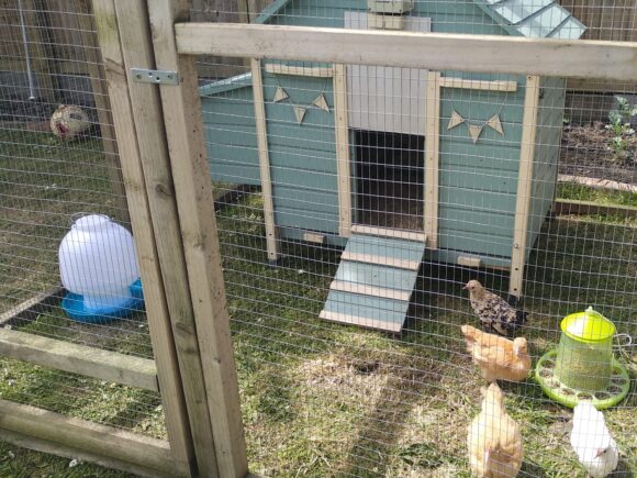 The first Chickens April 2020