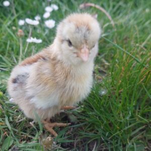 Bantam Gold Pencilled Wyandotte : hatching date 02/06/2025 – Unsexed