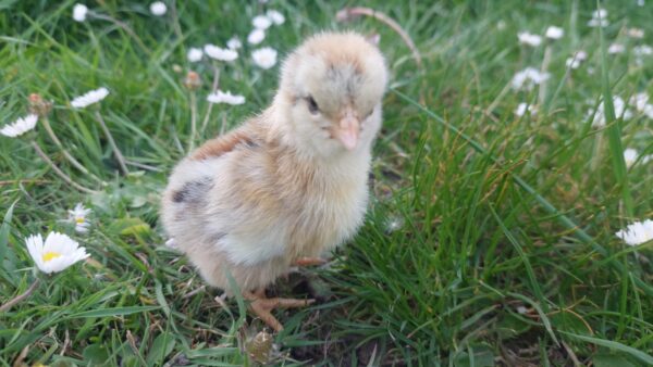 Bantam Gold Pencilled Wyandotte : hatching date 02/06/2025 – Unsexed