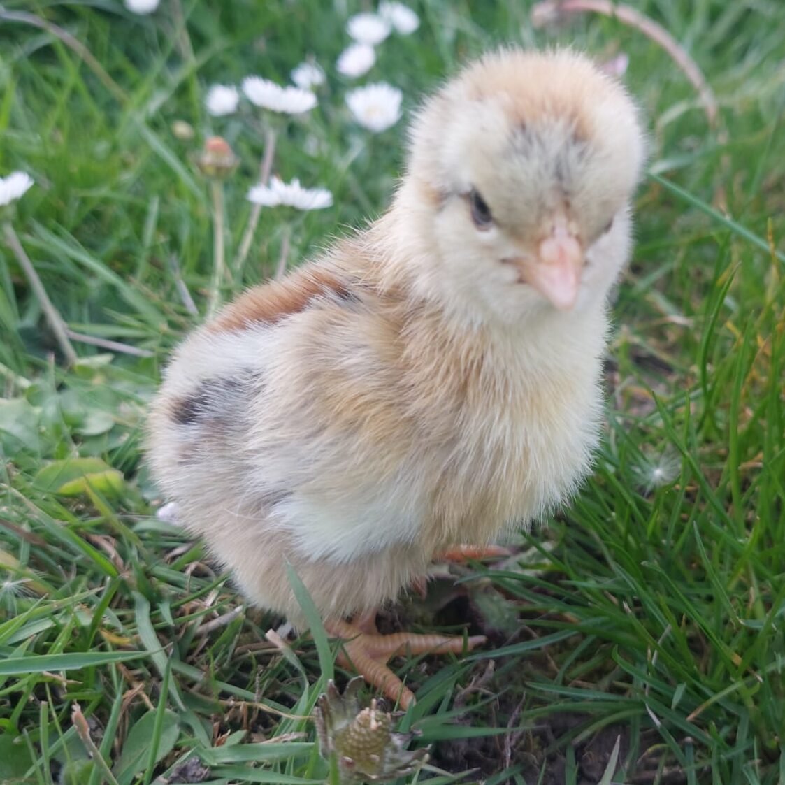 Day‑Old Chicks - Hatching date 31/06/2026 - Image 4