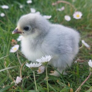 Lavender Pekin Bantams – : hatching date 02/06/2025 – Unsexed
