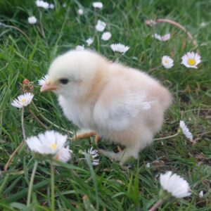 Millefleur Pekin Hatching Eggs  : hatching date 02/06/2025 – Unsexed