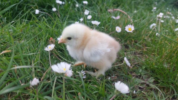 Millefleur Pekin Hatching Eggs  : hatching date 02/06/2025 – Unsexed