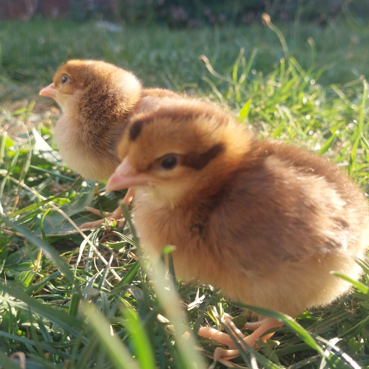 Cream Crested Legbar x Devon Blue Pullet Chicks – Blue Layers - hatching date 12/05/2026 - Image 6
